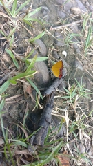 Heliophorus epicles
