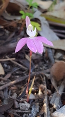 Caladenia catenata