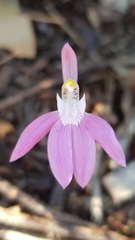 Caladenia catenata
