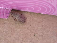 Nysiini