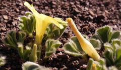 Oxalis melanosticta melanosticta