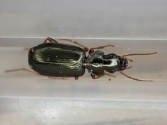 Anomotarus illawarrae