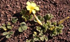 Oxalis melanosticta melanosticta