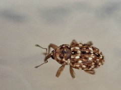 Storeus albosignatus
