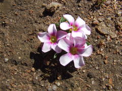Oxalis pusilla