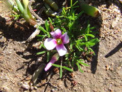 Oxalis pusilla