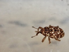 Storeus albosignatus