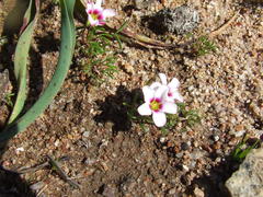 Oxalis pusilla