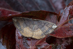 Astygisa orbapicalis