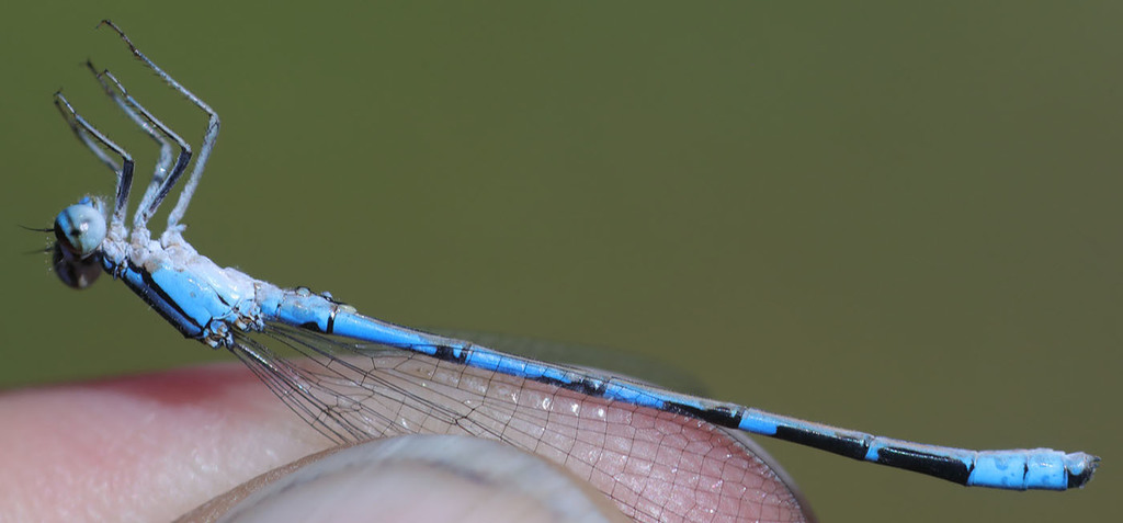 Northern Bluet