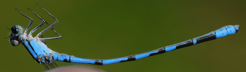 Northern Bluet photo 3
