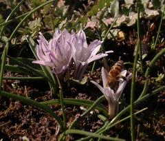 Lachenalia longituba