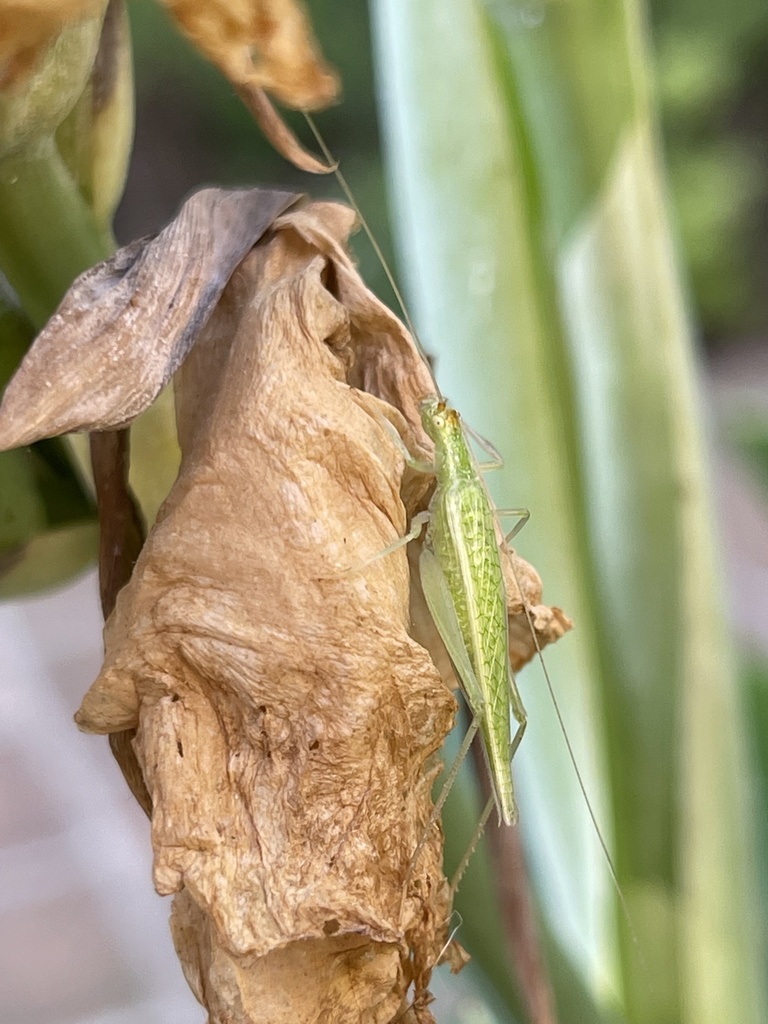 Common Tree Crickets from Tumacácori National Historical Park, Carmen ...