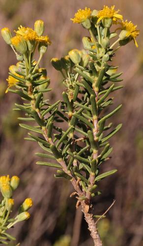 Water True-Eye (Euryops oligoglossus)