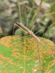 Singaporoidea meneptolemus