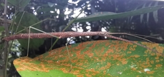 Singaporoidea meneptolemus