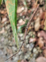 Singaporoidea meneptolemus