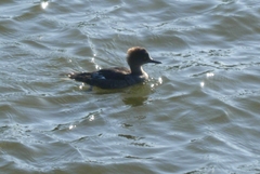 Lophodytes cucullatus