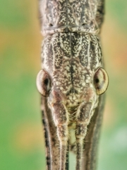Singaporoidea meneptolemus