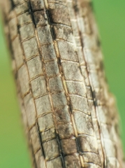 Singaporoidea meneptolemus