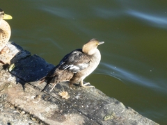 Lophodytes cucullatus