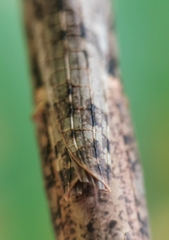 Singaporoidea meneptolemus
