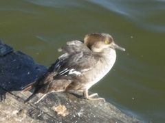 Lophodytes cucullatus