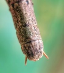 Singaporoidea meneptolemus