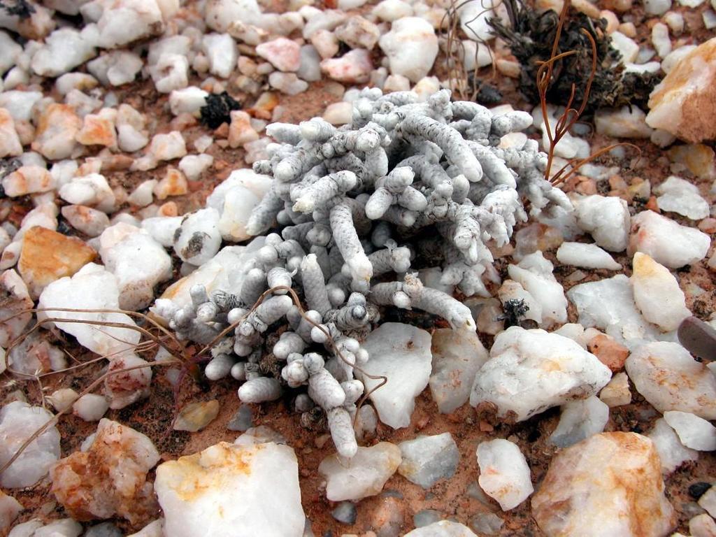 Anacampseros mallei