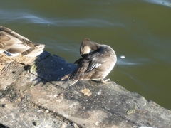 Lophodytes cucullatus