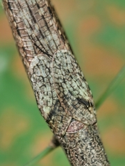 Singaporoidea meneptolemus
