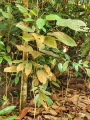 Singaporoidea meneptolemus