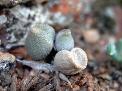 Adromischus marianiae