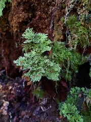 Pseudocyphellaria multifida