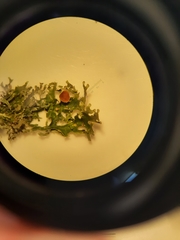Pseudocyphellaria multifida