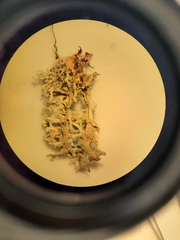 Pseudocyphellaria multifida