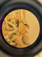 Pseudocyphellaria multifida