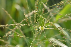 Peucetia formosensis