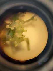Pseudocyphellaria multifida