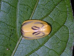 Trischalis stomata