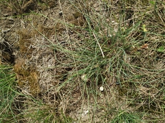 Festuca trachyphylla