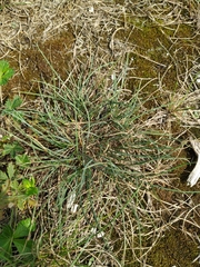 Festuca trachyphylla
