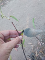 Xylomelum cunninghamianum