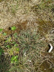 Festuca trachyphylla