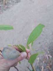 Xylomelum cunninghamianum