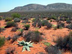Ammocharis longifolia