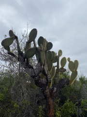 Opuntia galapageia