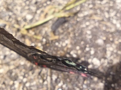 Mimoides phaon phaon