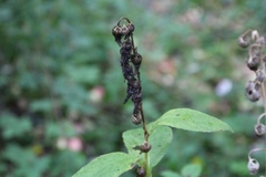 Campanula latifolia