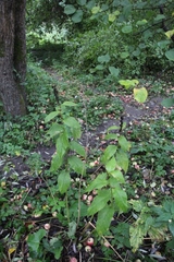 Campanula latifolia